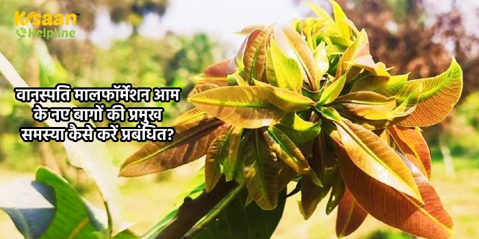 वानस्पति मालफॉर्मेशन आम के नए बागों की प्रमुख समस्या कैसे करें प्रबंधित?